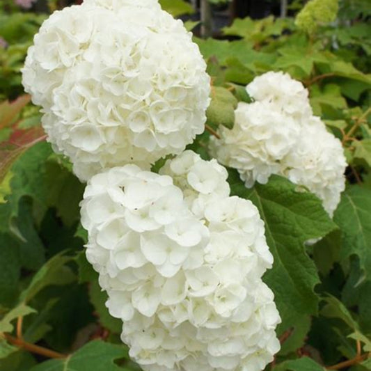 Harmony Oakleaf Hydrangea blooming with white cone-shaped flowers