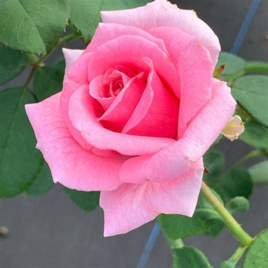 Brindabella Pink Princess Rose – flowering shrub