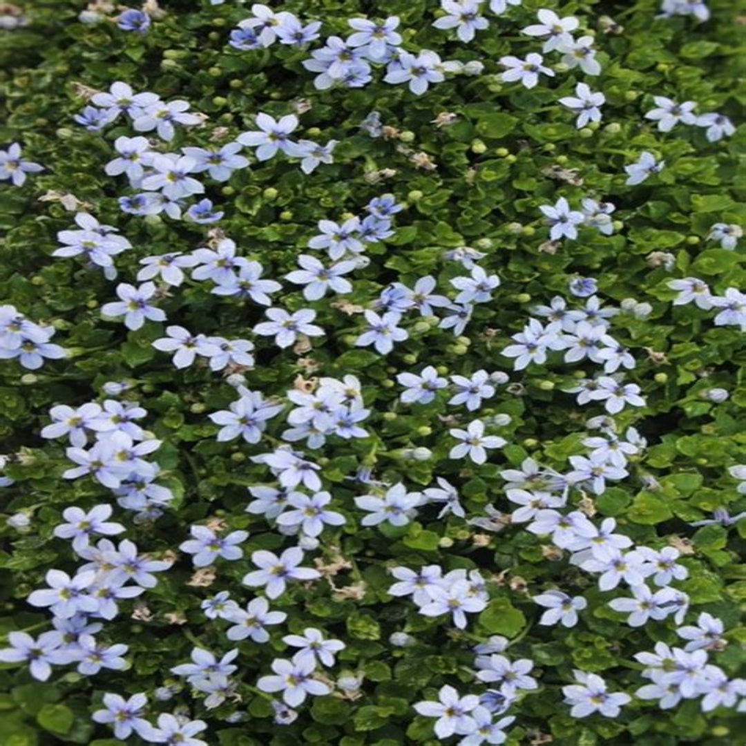 Creeping Laurentia blue star perennial plant