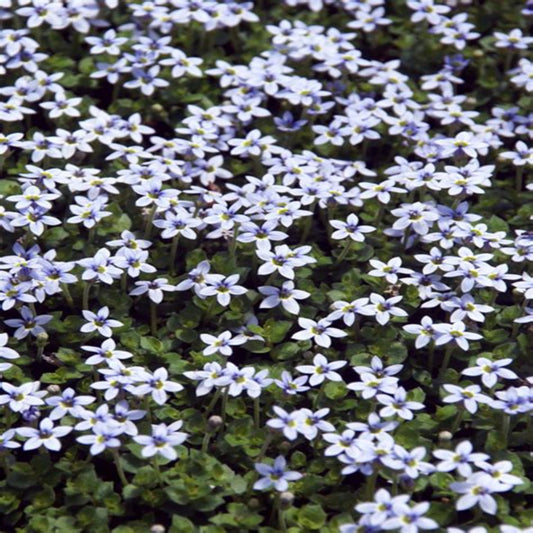 Blue star creeper flowering plant closeup