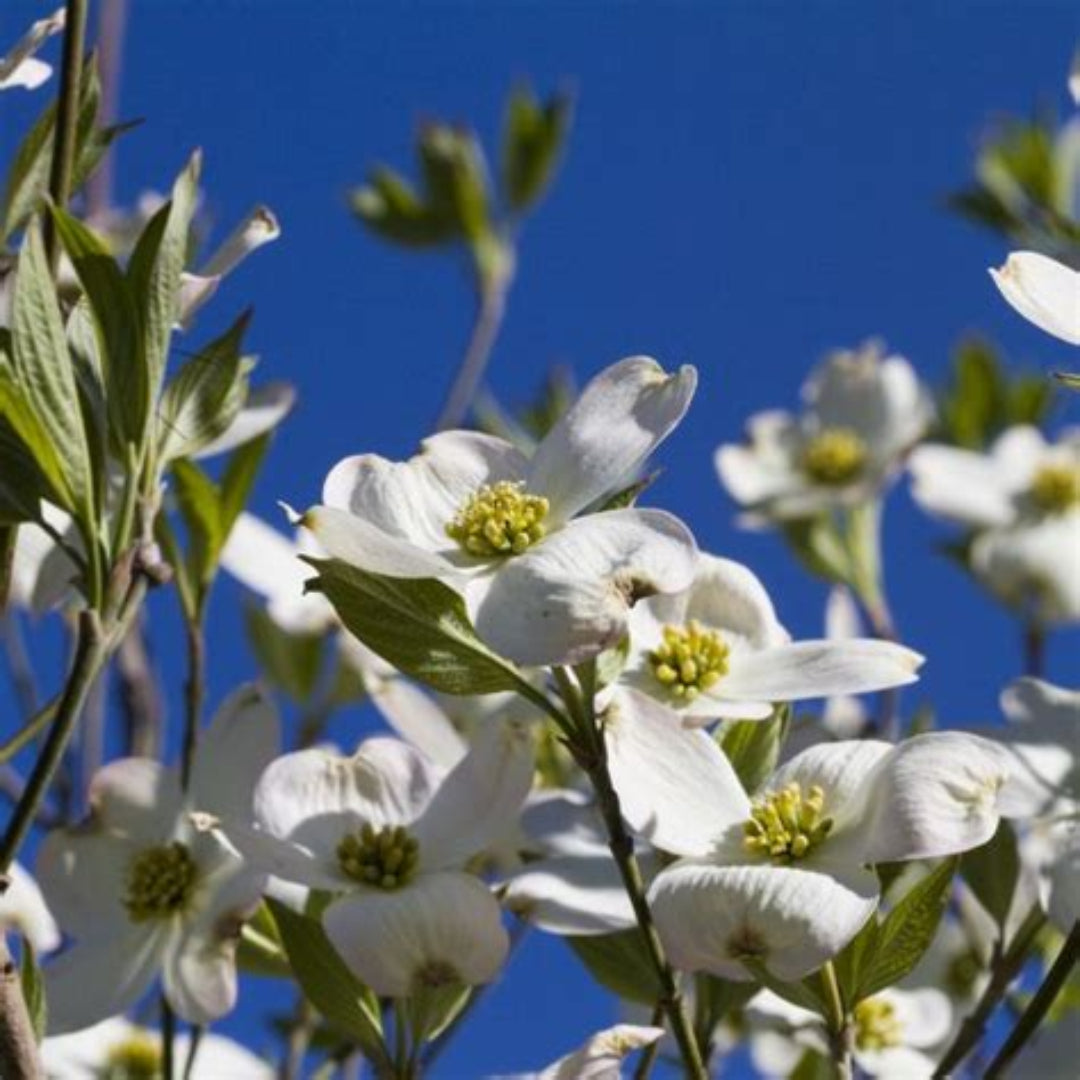 Young Super Princess Dogwood tree in nursery