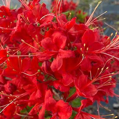 Kelly's Red Azalea