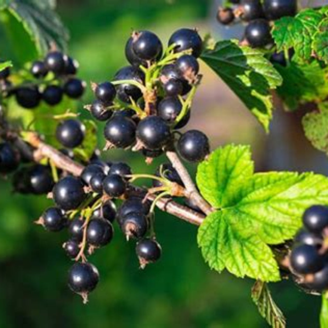 Consort black currant shrub growing outdoors in garden soil