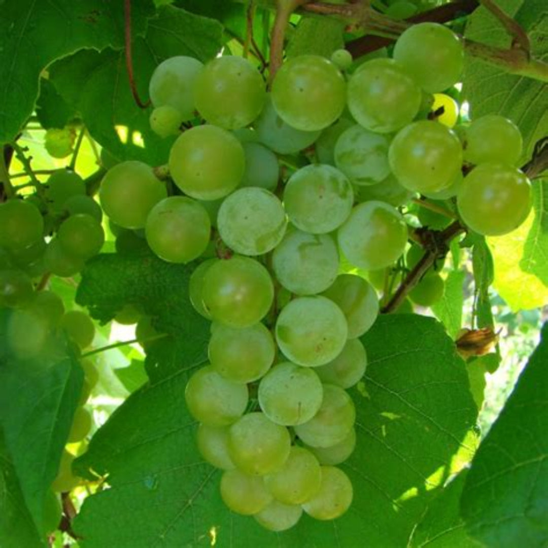White seeded grape bunch close up