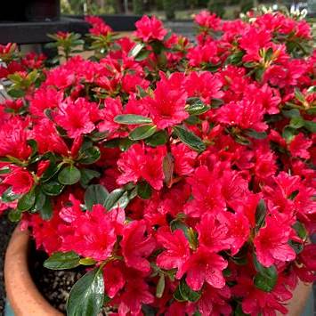 Cluster of red azalea blooms on a healthy Hino-Crimson shrub