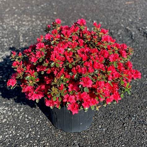 Fresh crimson flowers of the Hino-Crimson Azalea in full bloom