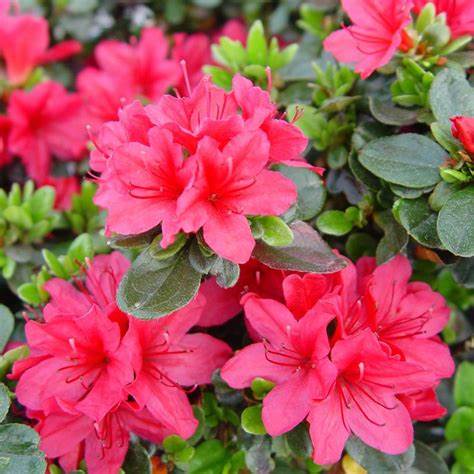 Closeup of Hino-Crimson Azalea bloom showing vibrant crimson petals