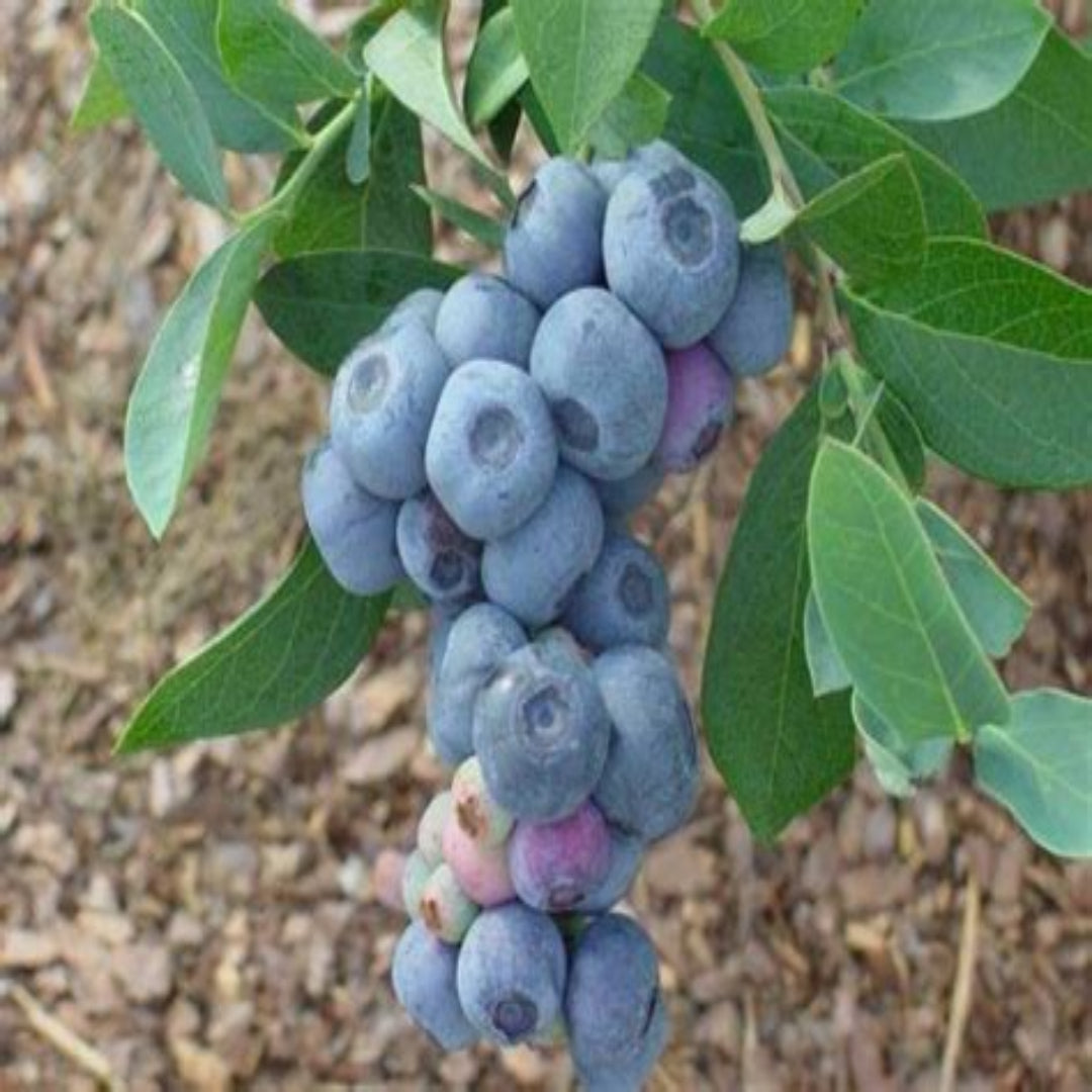 Mature blueberry shrub heavy with ripe berries ready for picking