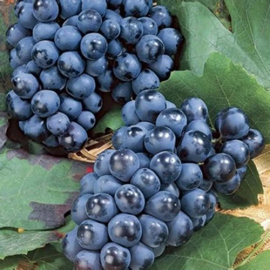 Concord grapevine plant showing lush leaves and strong stems for backyard gardening