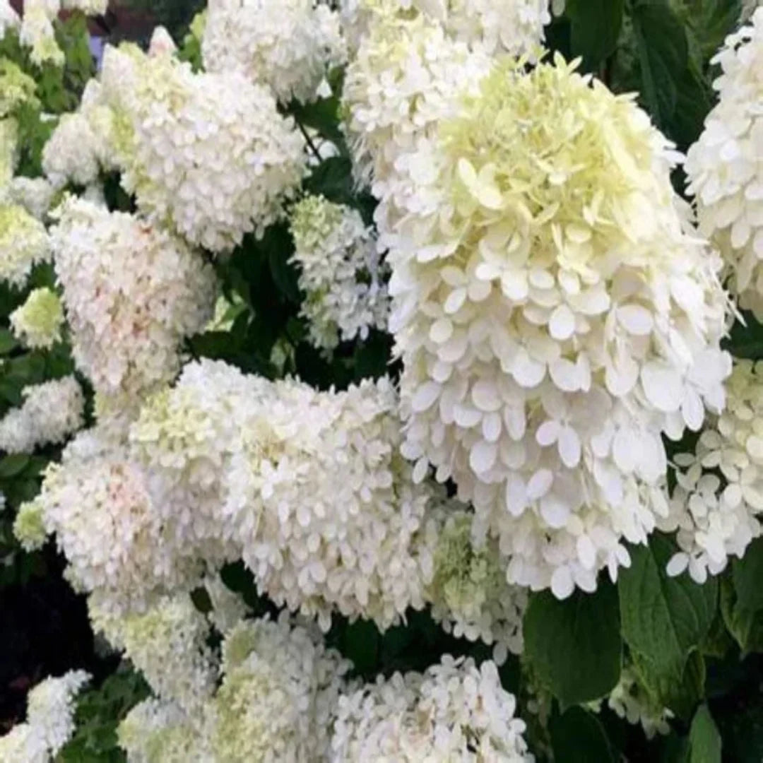 PG Hydrangea Blooming Brightly in Summer Sun