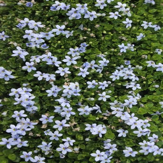 Blue star creeper flowering plant closeup