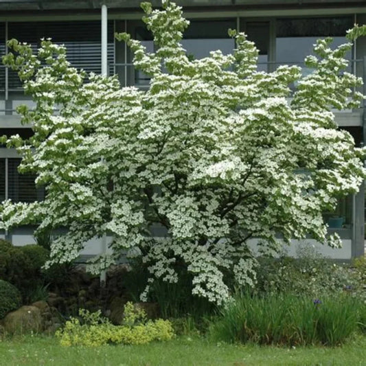 Compact landscape use of Kousa Dogwood Tree