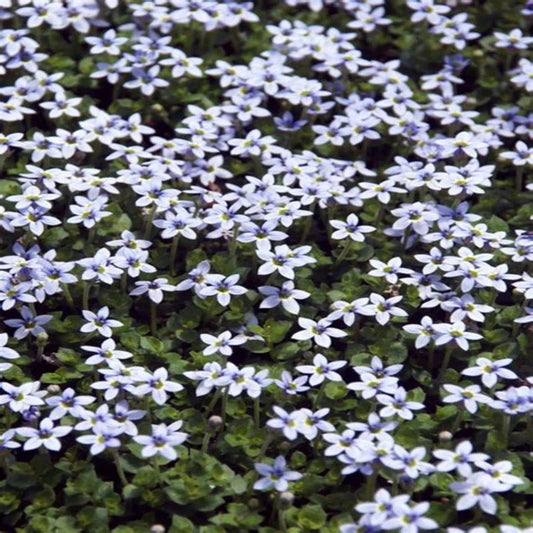 Laurentia Fluviatilis Blue Star Creeper ground cover plant