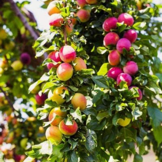 4 In 1 Plum Cocktail Tree- The Plum Cocktail Tree sounds like a fascinating hybrid plant that offers a diverse range of plum