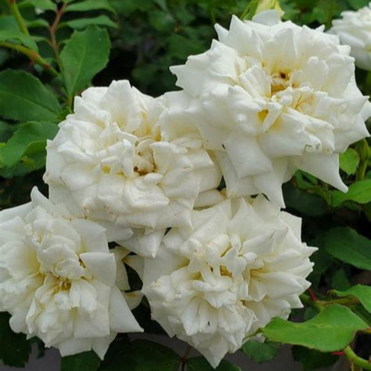 Compact mound of White Drift Rose in landscape border