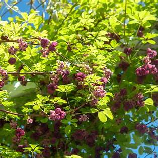 Close-up leaves of Chocolate Vine Akebia quinata showing fresh green growth