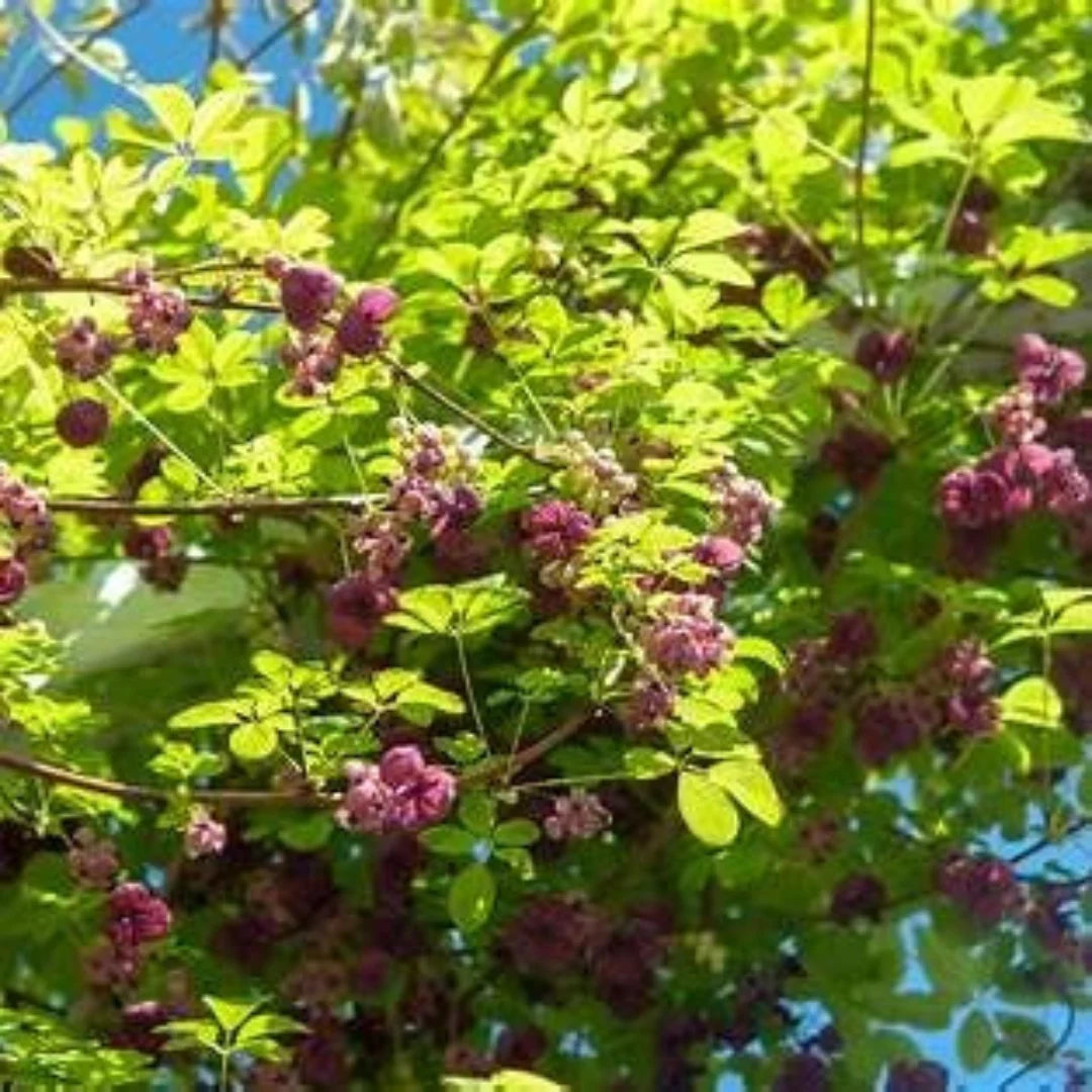 Healthy Chocolate Vine Akebia quinata plant with vibrant foliage for sale