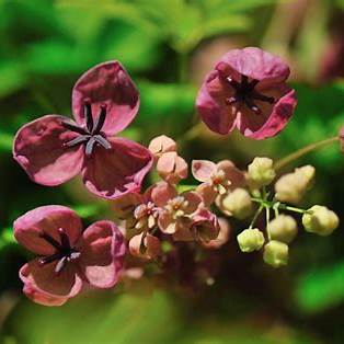 Healthy Chocolate Vine Akebia quinata plant with vibrant foliage for sale