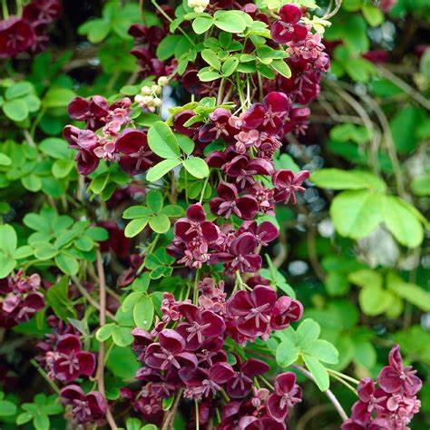 Chocolate Vine Akebia quinata growing in garden with lush trailing vines