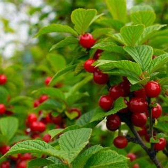 Nanking Cherry Bush Loaded with Red Berries Hardy Dwarf Cherry Shrub