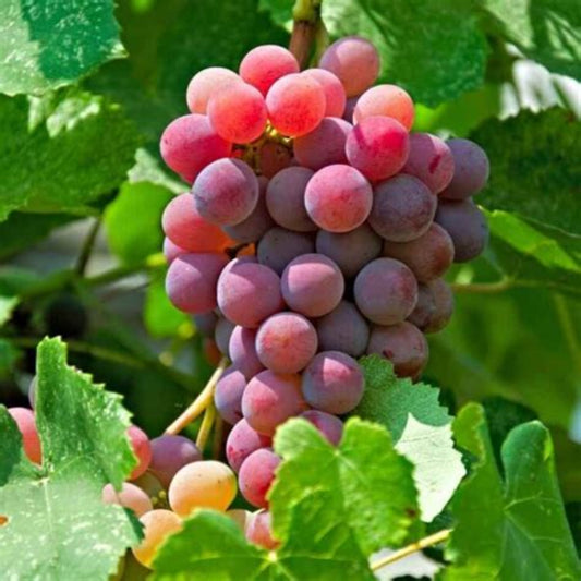 close-up of Vanessa Seedless Grapes showing crunchy red table grapes