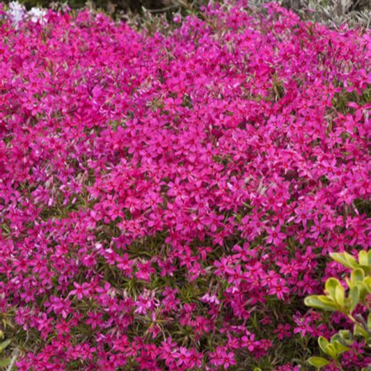 Red Creeping Phlox flowers in garden