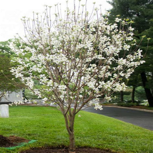 Young Appalachian Spring Dogwood sapling