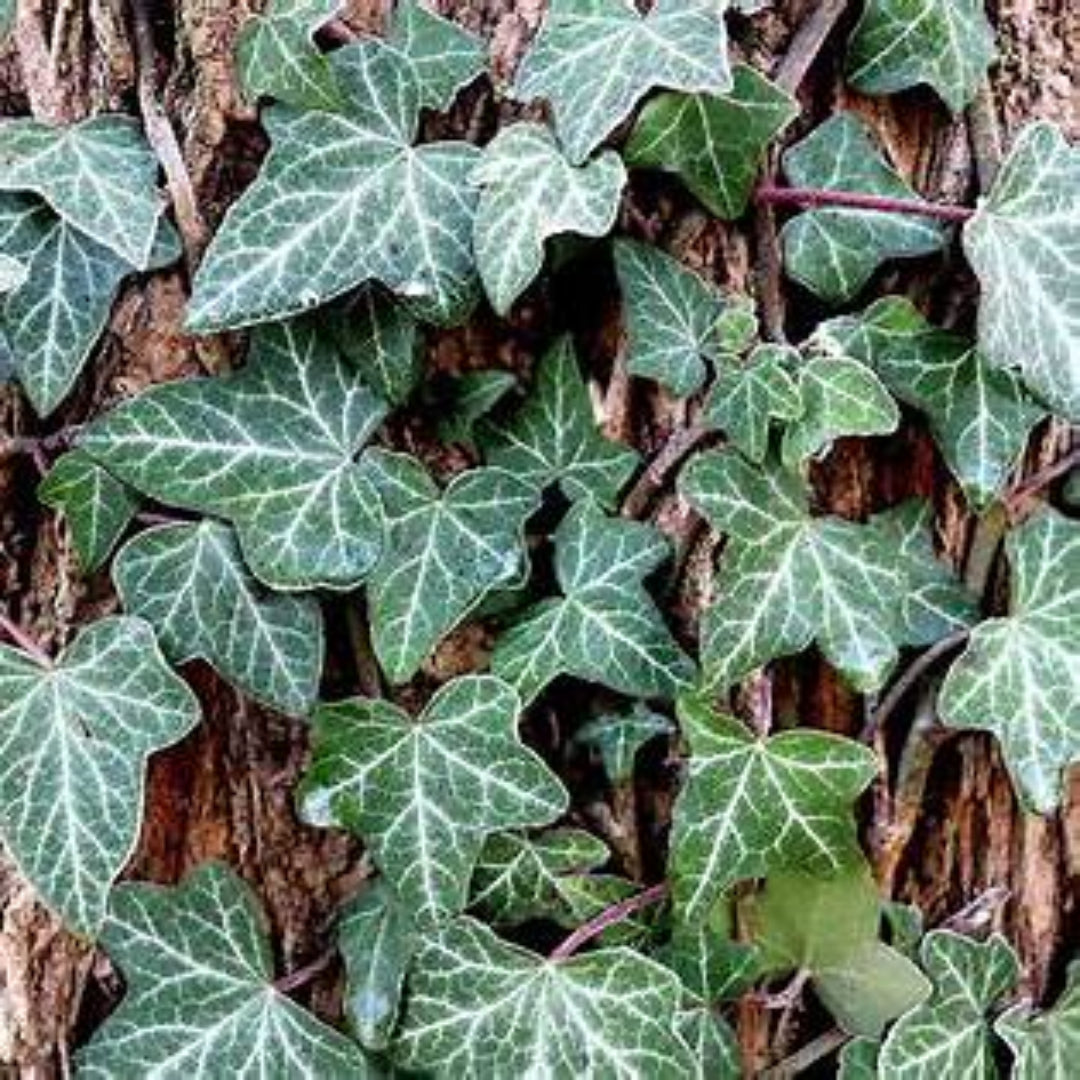 Dense English Ivy foliage Hedera Helix groundcover