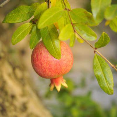 Surh Anor Pomegranate tree with developing red fruit