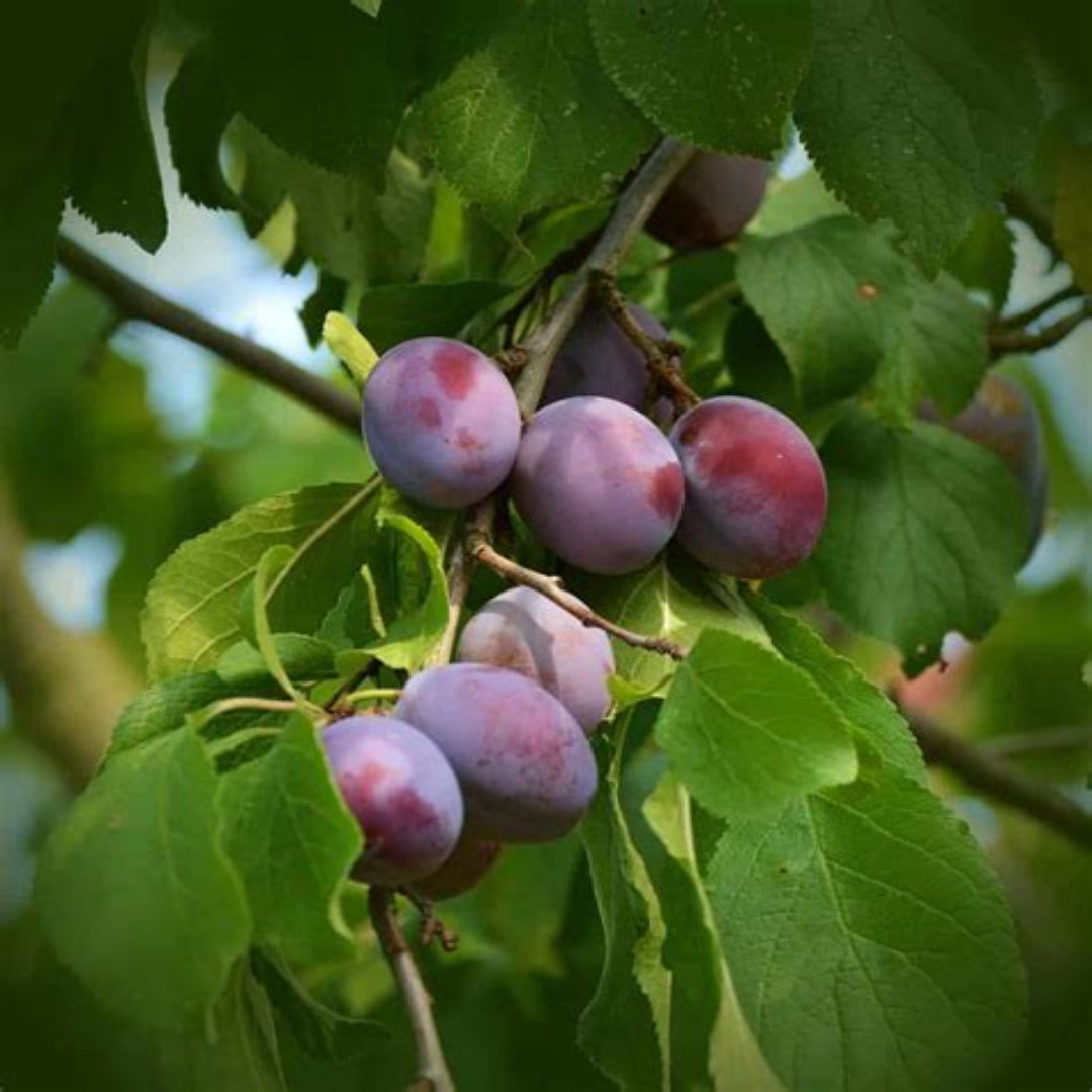 Close-up of Methley plums growing on tree