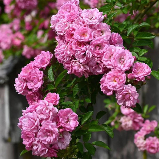 Peggy Martin Rose Shrub – tree