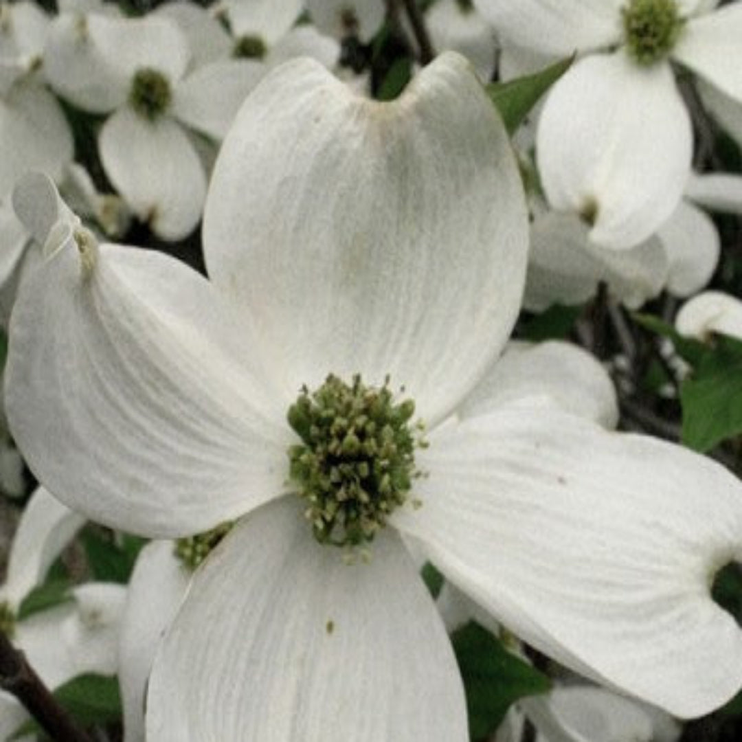 Cherokee Princess White Dogwood Tree with bright white petals