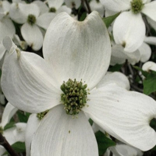 Cherokee Princess White Dogwood Tree with bright white petals