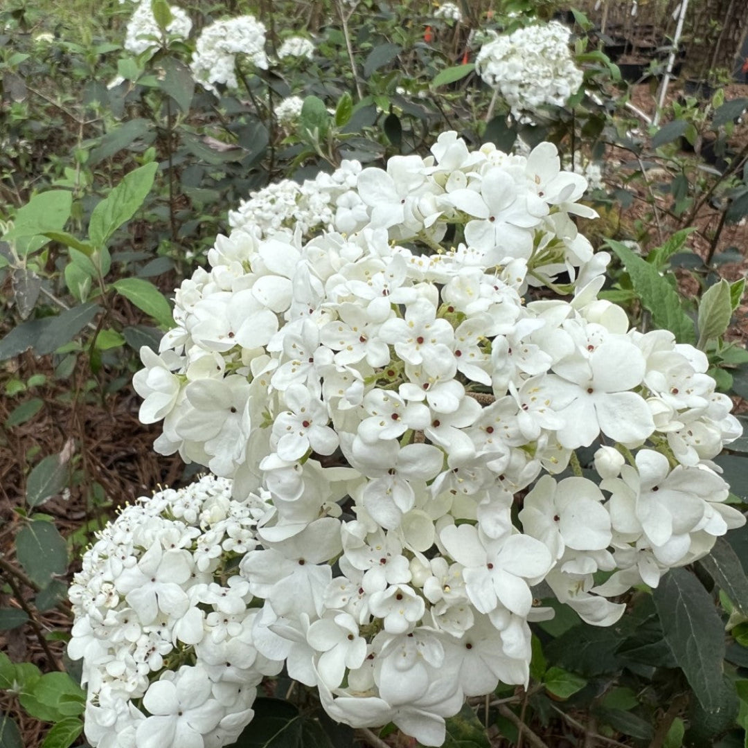 Spring Lace Viburnum Shrub in Early Bloom with Lacy White Flowers