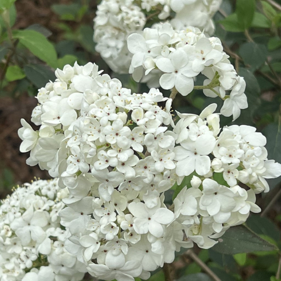 Spring Lace Viburnum Shrub with Delicate White Flowers and Layered Branches