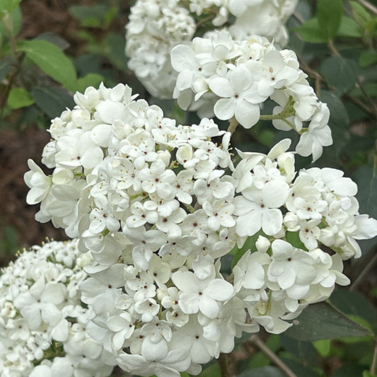 Spring Lace Viburnum Shrub with Delicate White Flowers and Layered Branches