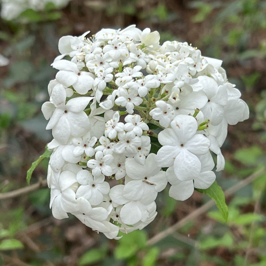 Blooming Spring Lace Viburnum Shrub with Fine-Textured Leaves