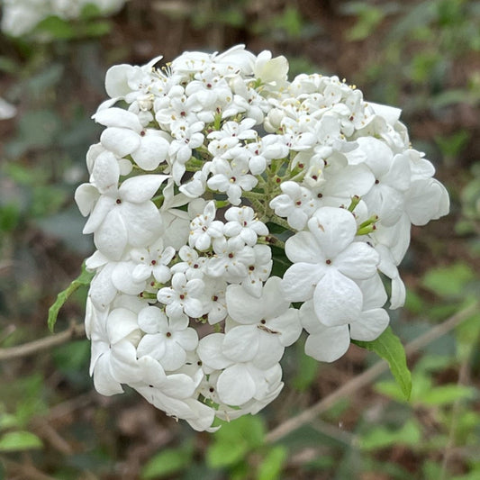 Blooming Spring Lace Viburnum Shrub with Fine-Textured Leaves