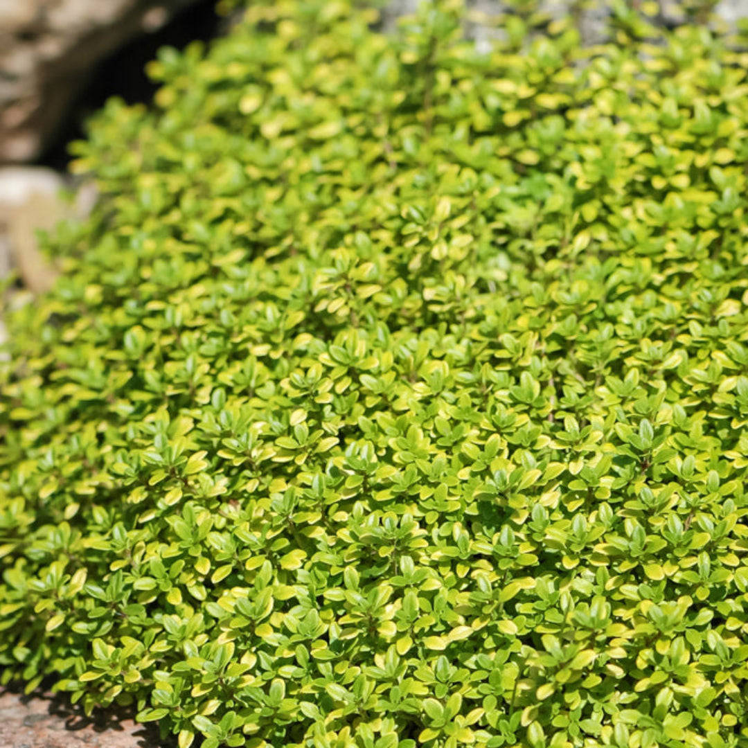 homeandgardensforless.com