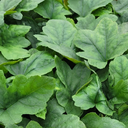 Tiarella cordifolia var. collina 'Oakleaf' – evergreen