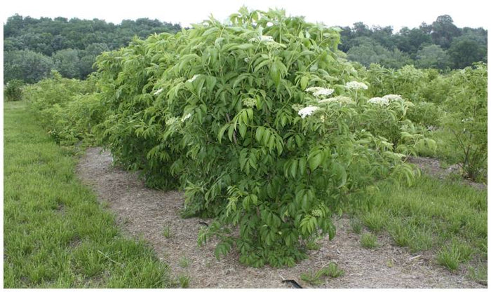 Marge Elderberry – Ornamental Purple-Leafed Native Shrub (Sambucus 'Marge')