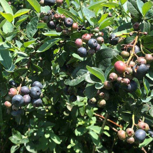 Titan Blueberry Plant bearing large berries