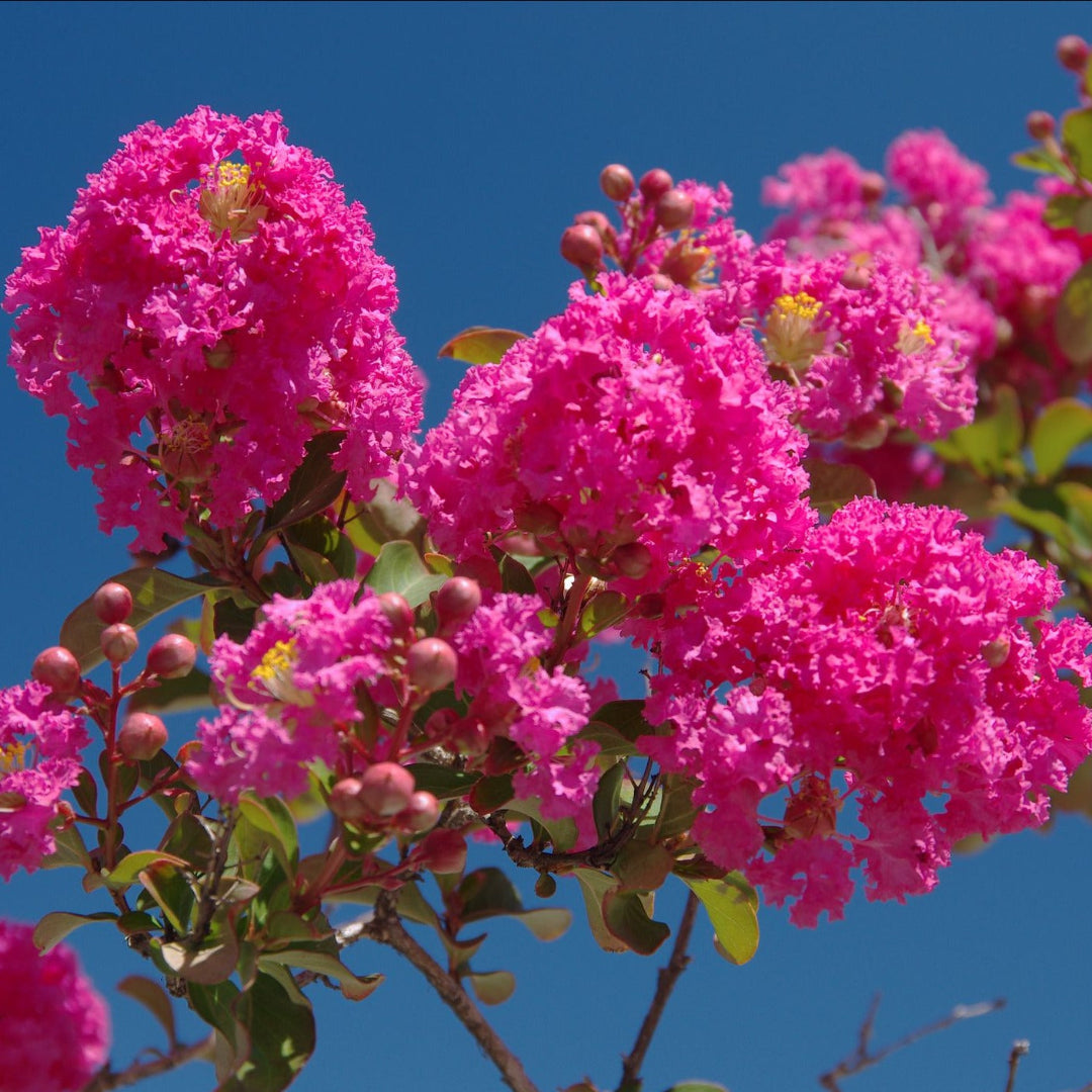 Tonto crape myrtle tree displaying vibrant red summer flowers in full bloom