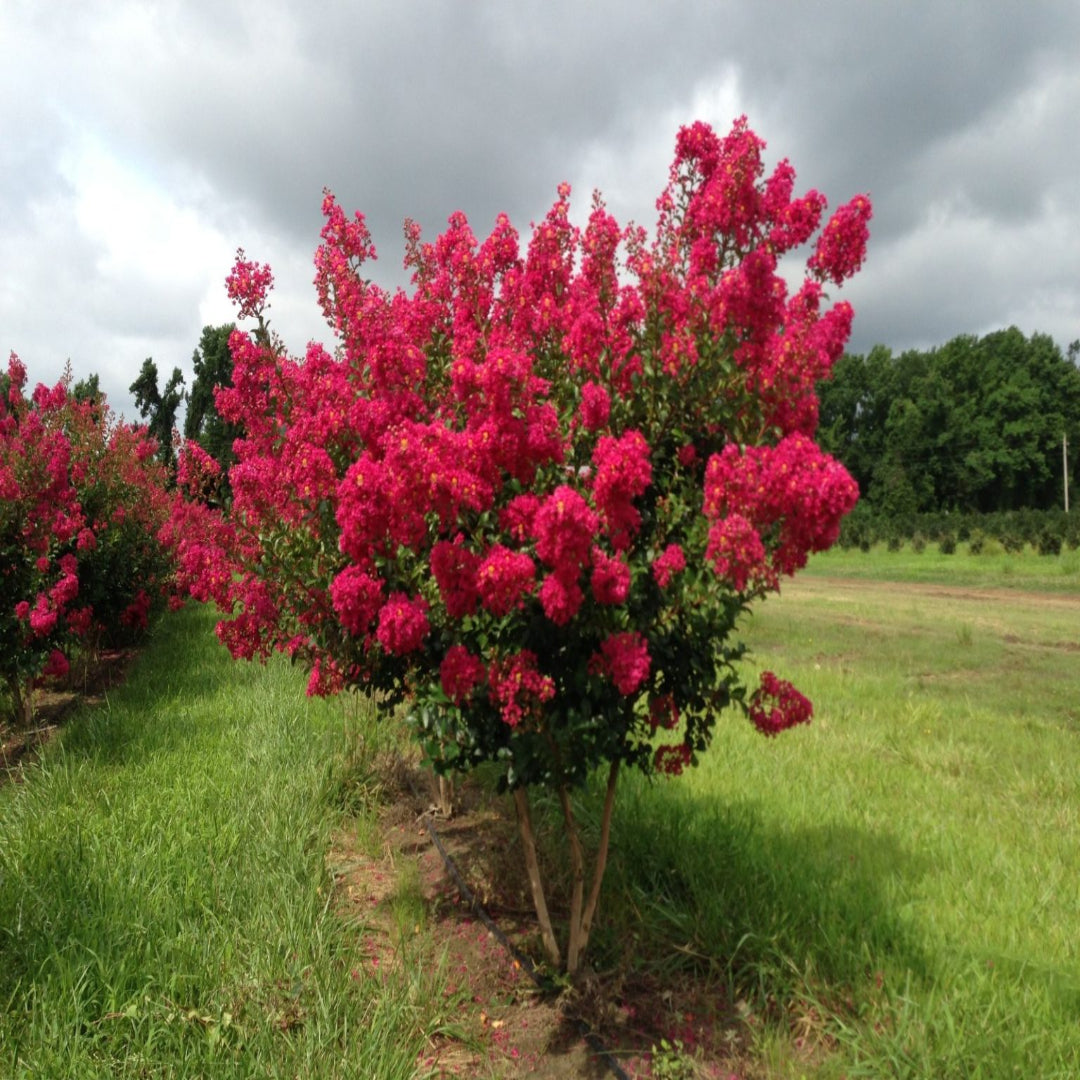 Mature Tonto crape myrtle tree growing outdoors with colorful red summer blooms