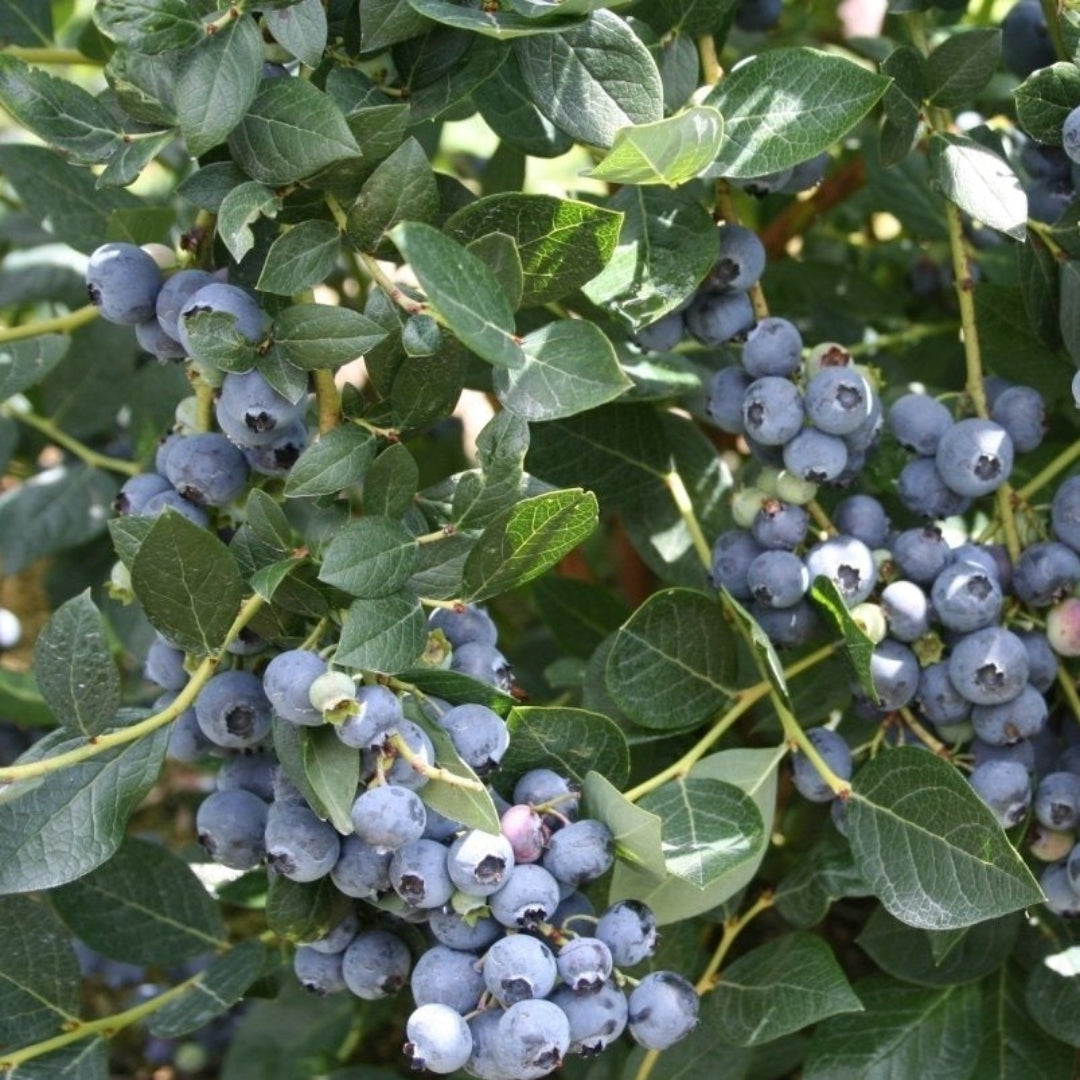 Alapaha rabbiteye blueberry bush potted plant