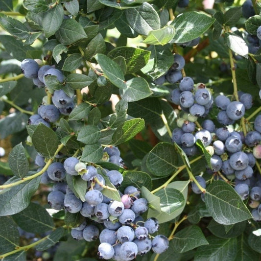 Alapaha rabbiteye blueberry bush potted plant