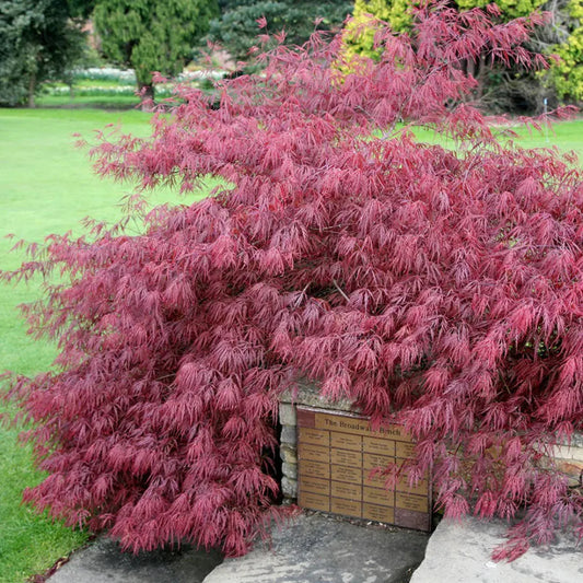 Weeping Garnet Japanese maple ornamental tree in landscape