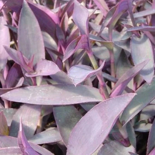 Tradescantia pallida Purple Heart