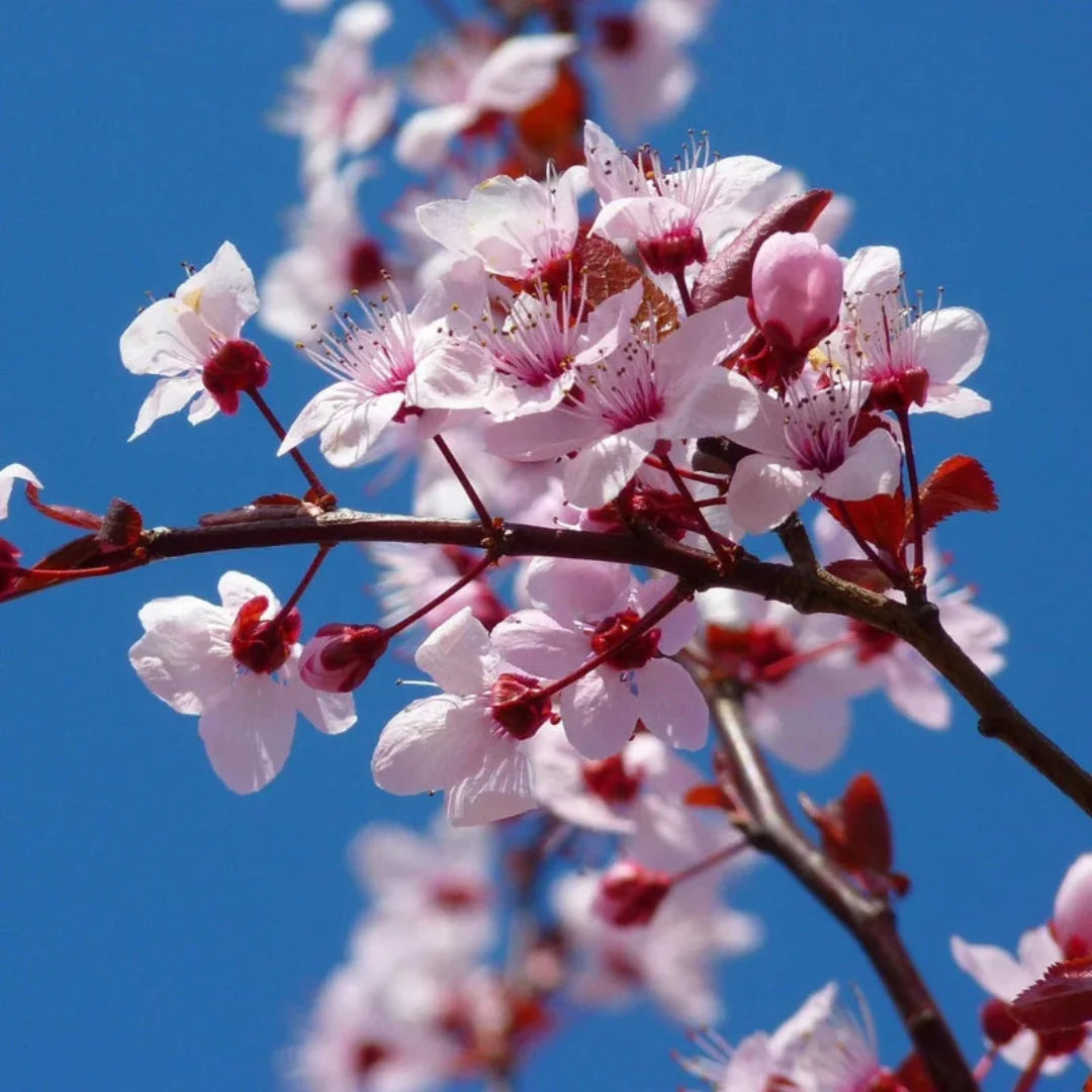 Yoshino Cherry Tree with Pink White Blossoms