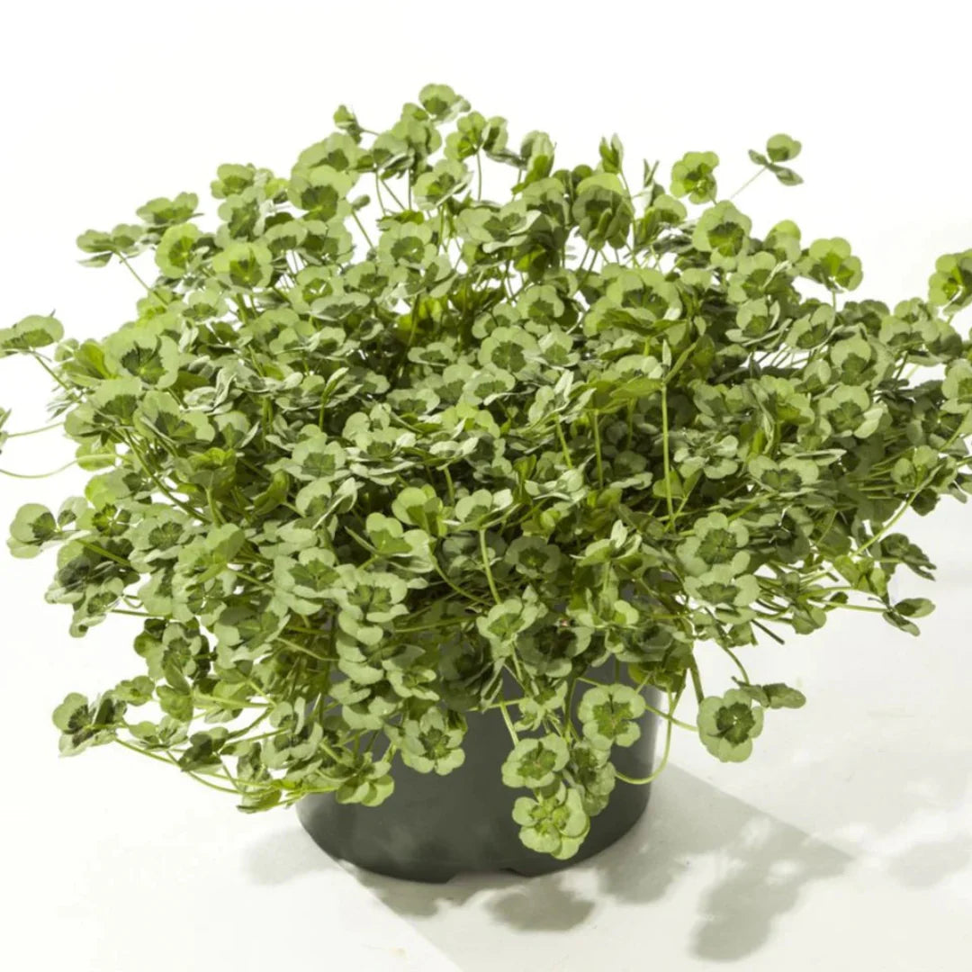 Trifolium repens 4 Luck 'Green Glow' Clover – evergreen